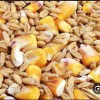 دانه معاوضه با کبوتر