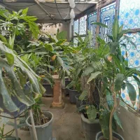 تعویض گل و گیاه با کاغذ باطله