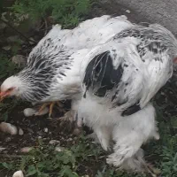 مرغ و خروس نیمچه جوجه برهما و کوشین زیر قیمت|حیوانات مزرعه|تالش, تالش|دیوار