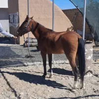 اسب فروشی با تجهیزات کامل