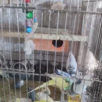 مرغ عشق|پرنده|مشهد, یاس|دیوار