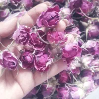 فروش عدس ریز محلی