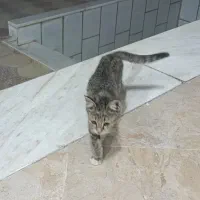 واگذاری بچه گربه
