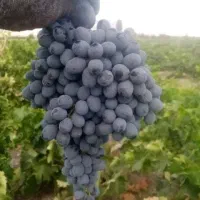 نهال انگورمویز ترکمن ۴بیدانه