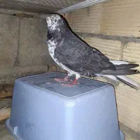 کبوتر|پرنده|کوهدشت, |دیوار