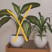 گل و گیاه|گل و گیاه طبیعی|تهران, حشمتیه|دیوار