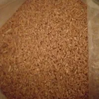 برویشی ناسک و جوان