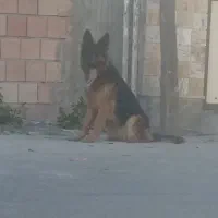 سگ ژرمن  ماده|سگ|گرگان, |دیوار