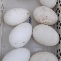 تخم تازه ونطفه دارغازبه هرتعداد