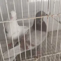 کبوتر