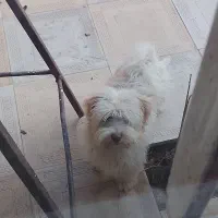 سگ پشمالو خیلی قشنگ2500