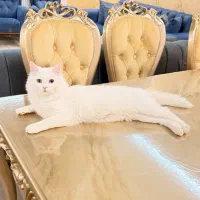 گربه|گربه|میاندوآب, |دیوار
