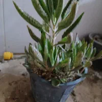 چهار ده عدد گل فقط ۴۵۰ هزار|گل و گیاه طبیعی|نسیمشهر, |دیوار