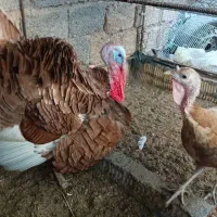 خروس و بوقلمون جفت تخم گذار|حیوانات مزرعه|بندر گناوه, |دیوار