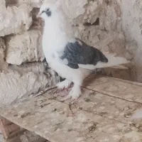 باسلام نر پوشتار مست