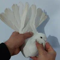 کفتر پرشی و رنگی