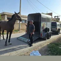 نریان دوخون کلاس 1|اسب و تجهیزات اسبسواری|زاهدان, |دیوار