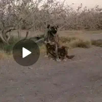 واگذاری سگ خراسانی . سرابی گله ای