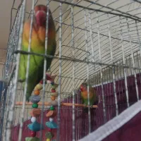 یک جفت کوتوله ۱۴۰۰تومن