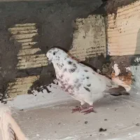 کفتر یا کبوتر