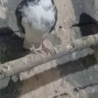 دو عدد کبوتر  ماده  پروازی|پرنده|شاهین دژ, |دیوار