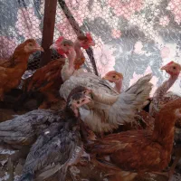 تعدادی نیمچه ۷ ماهه گردن لخت و لاری|حیوانات مزرعه|محمدشهر, محمدشهر|دیوار