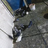 کفتر شهرستانی|پرنده|فشاپویه, |دیوار