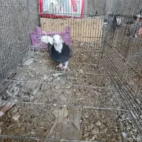 کبوتر ماده شازده سبز بشرط|پرنده|ابریشم, |دیوار