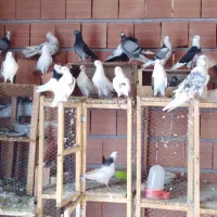 12 تا کفتر بالغ و جوجه یه جا