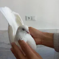 کبوتر شازده