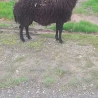 بران سیاه برای داشت