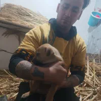 سگ پا کوتاه|سگ|آشخانه, |دیوار