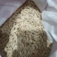 تخم کدو|عمده‌فروشی|قیدار, |دیوار