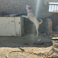 سگ سرابی|سگ|قزوین, |دیوار