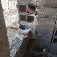 ۱۳عددکبوتر به فروش می‌رسد همشونو گرفتم میفروشم|پرنده|نوشین شهر, |دیوار