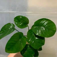 گیاه اکواریوم