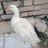 اردک|حیوانات مزرعه|کارون, |دیوار