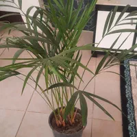 گل نخل مرداب اریکا شامادورا فیکوس سانسوریایوکا کاج|گل و گیاه طبیعی|لنجان, |دیوار