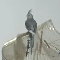 عروس هلندی گمشده