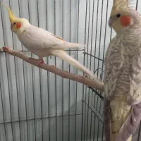 یک جفت طوطی عروس هلندی|پرنده|محمدیه-قزوین, |دیوار