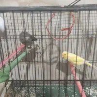 قناری نر و ماده|پرنده|قزوین, |دیوار