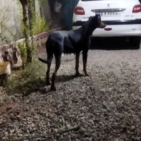 سگ ژرمن نگهبان|سگ|رباطکریم, شهرستانک|دیوار