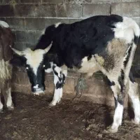 فروش گوسالا|حیوانات مزرعه|نوشهر, |دیوار