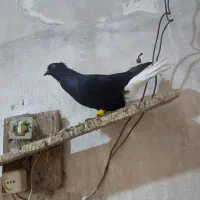 کبوتر