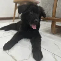 توله سگ ژرمن