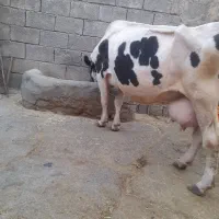 فروش گاو شیری
