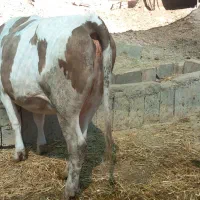 گاو سیمنتال|حیوانات مزرعه|بجنورد, |دیوار