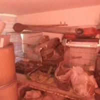 قفس پرنده|لوازم جانبی حیوانات|فردیس, فردیس|دیوار