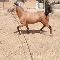 اسب سمند سه سال نژاد کرد