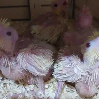 فروش جوجه عروس هلندی|پرنده|آبپخش, |دیوار